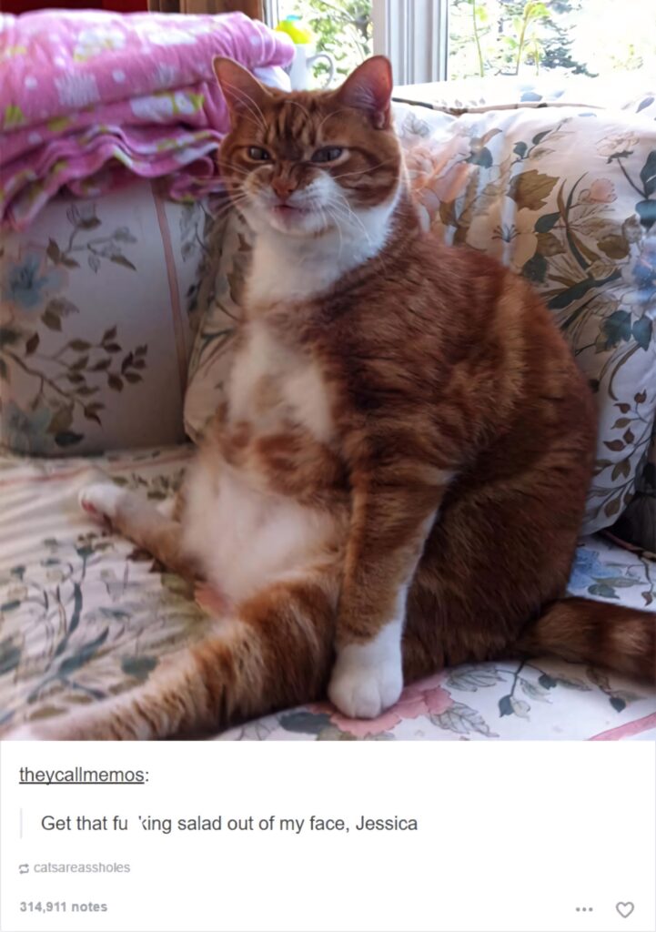 Grumpy chubby orange white cat slouched on floral couch classic funny cat meme wallpaper background