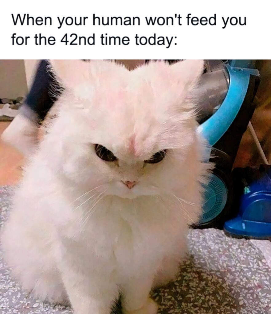 Fluffy white cat with grumpy face in pastel home setting reflecting life struggle meme wallpaper
