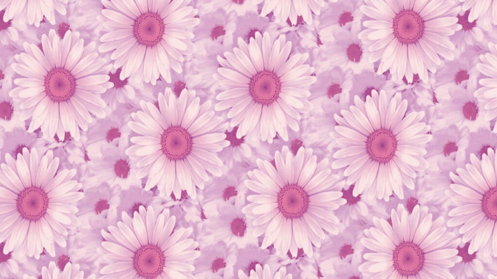 Charming Grunge Pink Daisy Wallpaper for Laptop Background