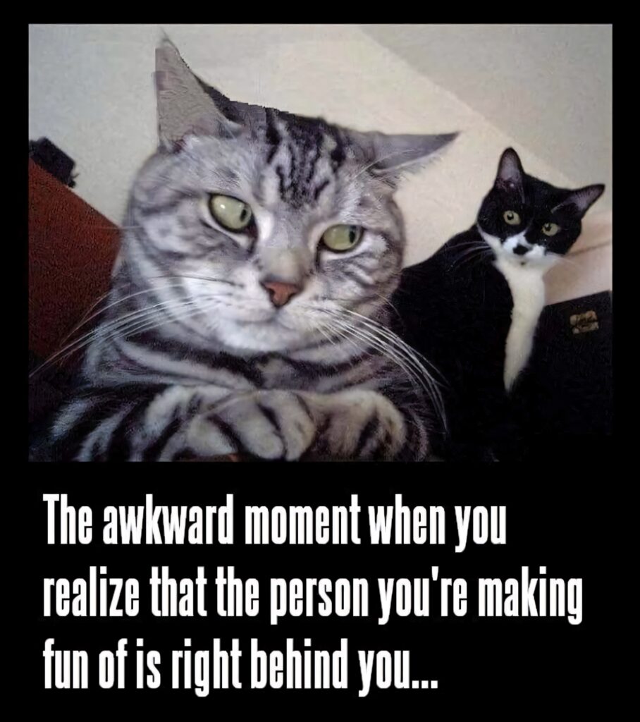 Guilty gray tabby cat close-up with black white cat behind in cozy indoor funny meme wallpaper