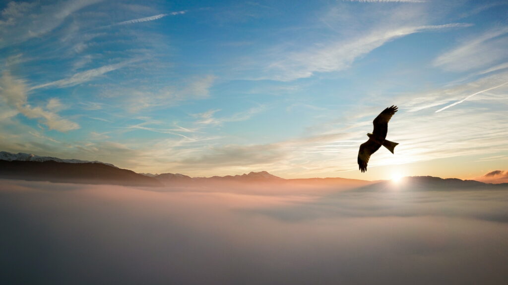 Serene Bird in Flight Over Cloudy Sea - Tranquil Nature Wallpaper