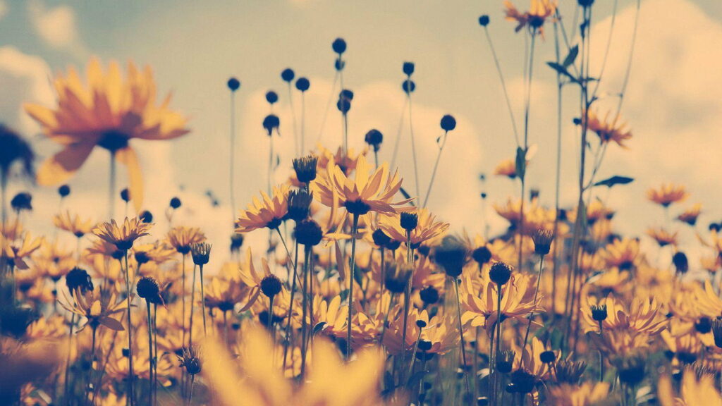 Bohemian Beauty: Vibrant Summer Florals in HD Wallpaper