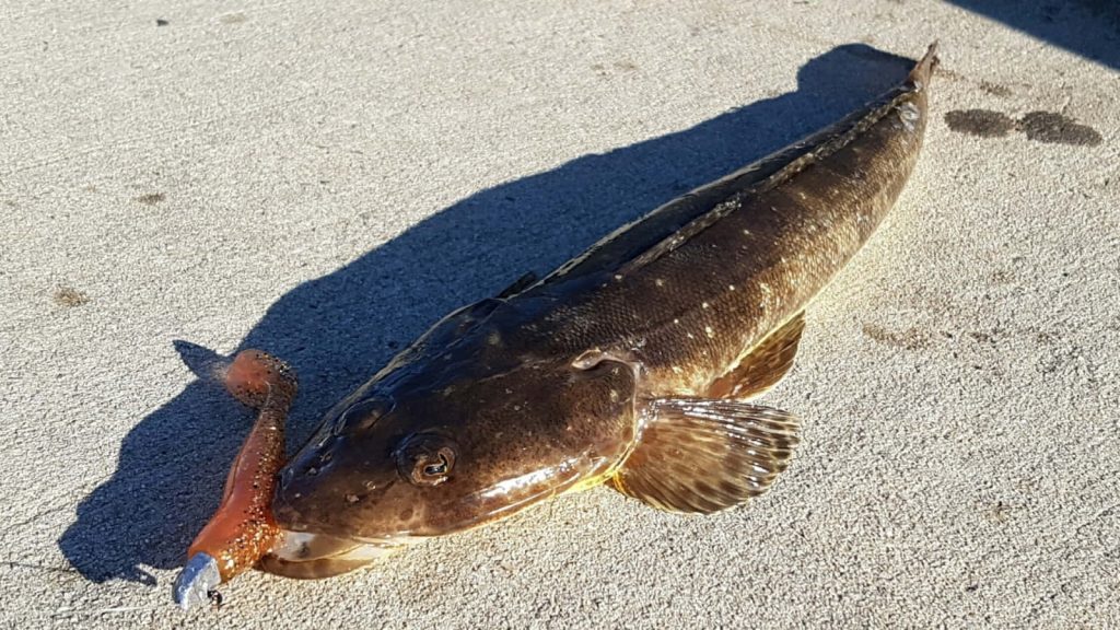 Flathead fish caught with orange lure on textured concrete in bright sunlight with sharp shadow Wallpaper