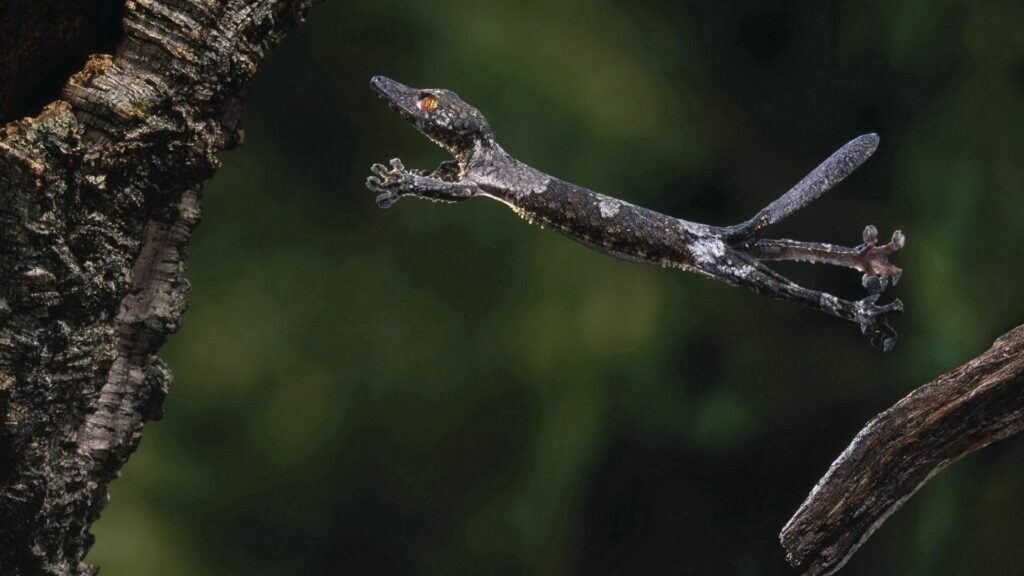 Stunning 1920x1080 Gecko Leap Wallpaper with Lush Green Background