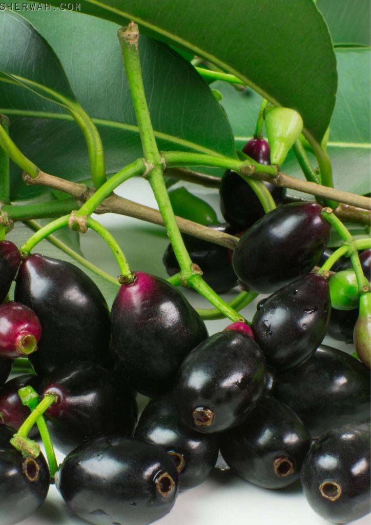 Macro close-up of ripe glossy Java plums jamun on green leafy stem in natural light wallpaper