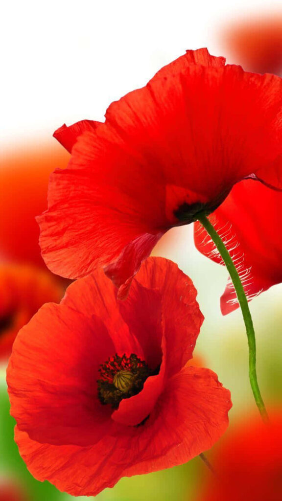 Stunning HD Red Poppies Wallpaper for Nature Lovers