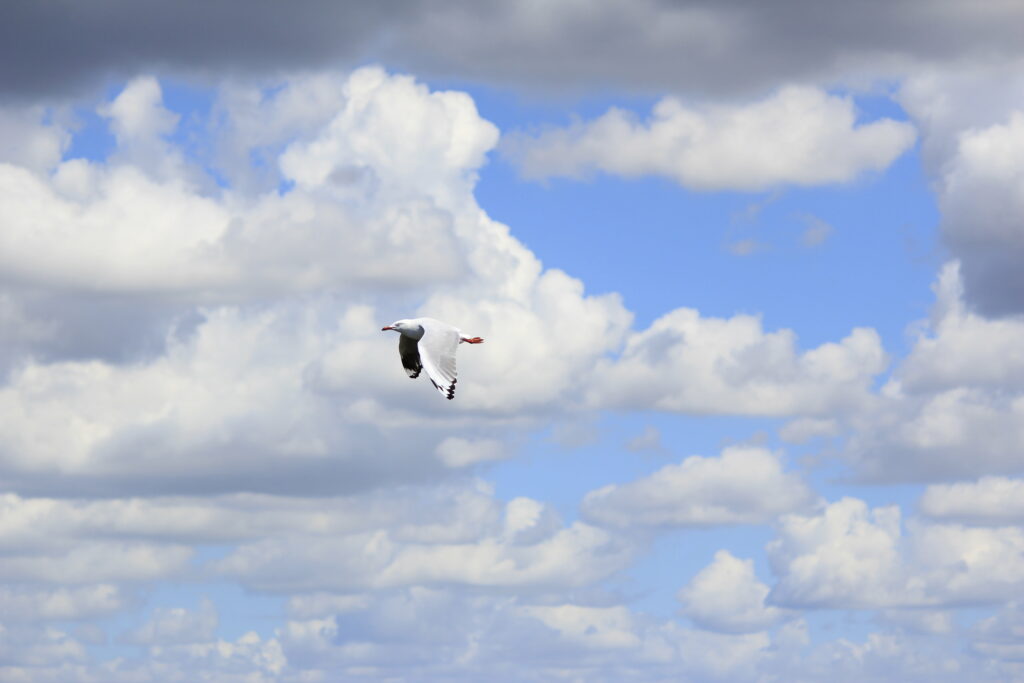 Soaring Seagull HD Wallpaper: Serene Flight among Fluffy Clouds