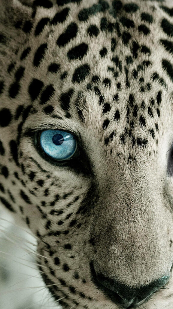 Intense Snow Leopard HD Wallpaper: Mesmerizing Blue Gaze Background