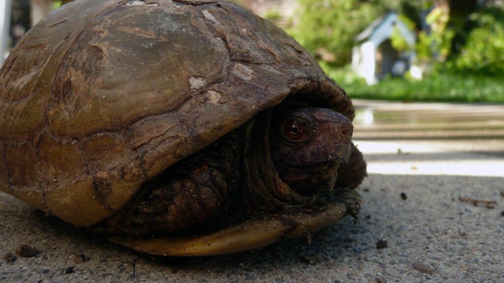 High-Definition Tortoise Wallpaper: Detailed Shell & Blurred Background