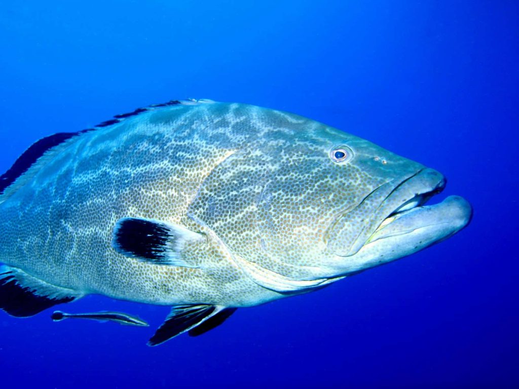 High definition underwater wallpaper of a detailed mottled grouper fish against blue ocean background