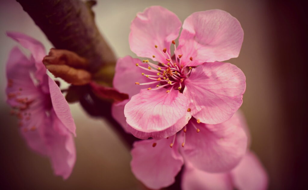 Blooming Beauty: Exquisite Macro View of Japanese Cherry Blossoms in Pink - HD Wallpaper & Background