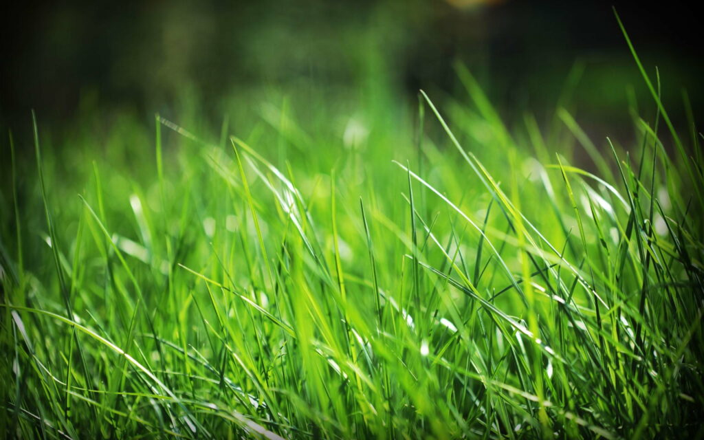 Natural Elegance: A Captivating High-Definition Wallpaper featuring Lush Grassy Plants.