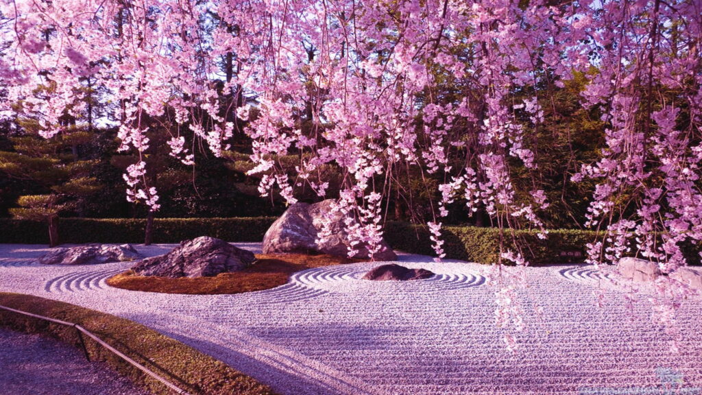 Blushing Spring: Captivating HD Snapshot of Pink Cherry Blossoms in Full Bloom Wallpaper
