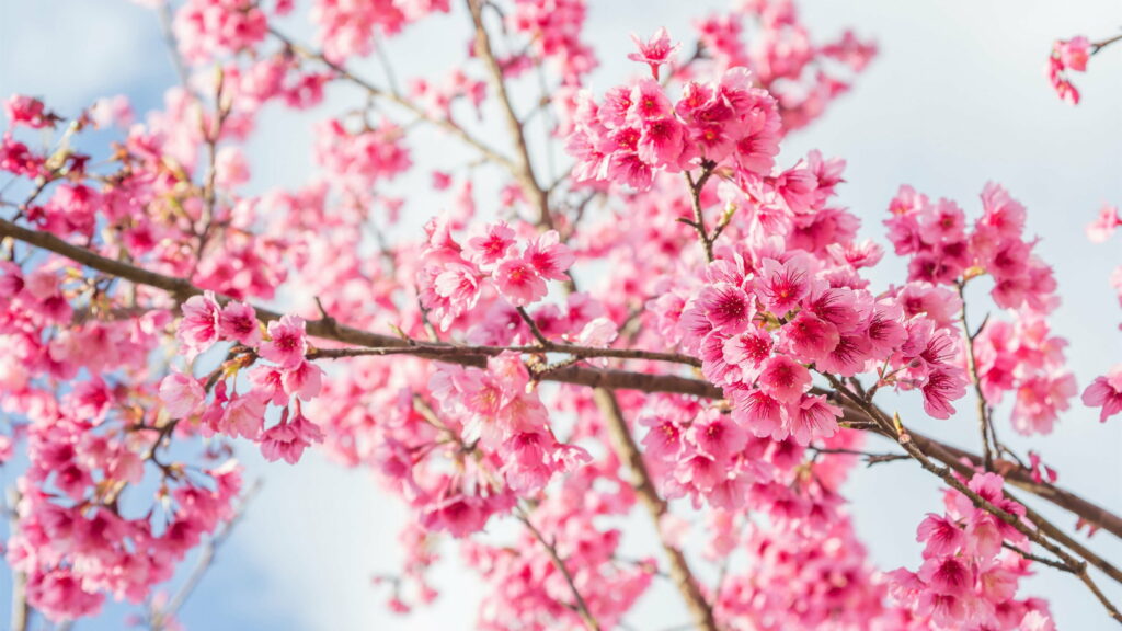 Pink Blossoms Blooming Under a Heavenly Spring Sky: Captivating Cherry Blossom Tree Branches in HD Wallpaper Photograph