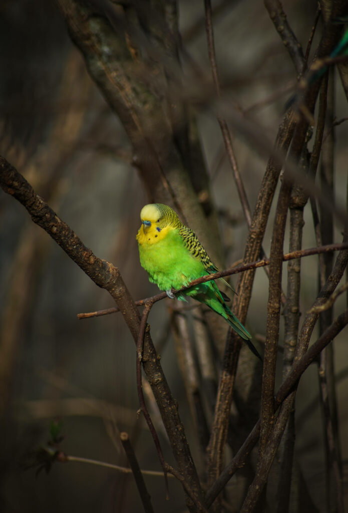 Vibrant Green Parrot Close-Up: Stunning HD Wallpaper Background