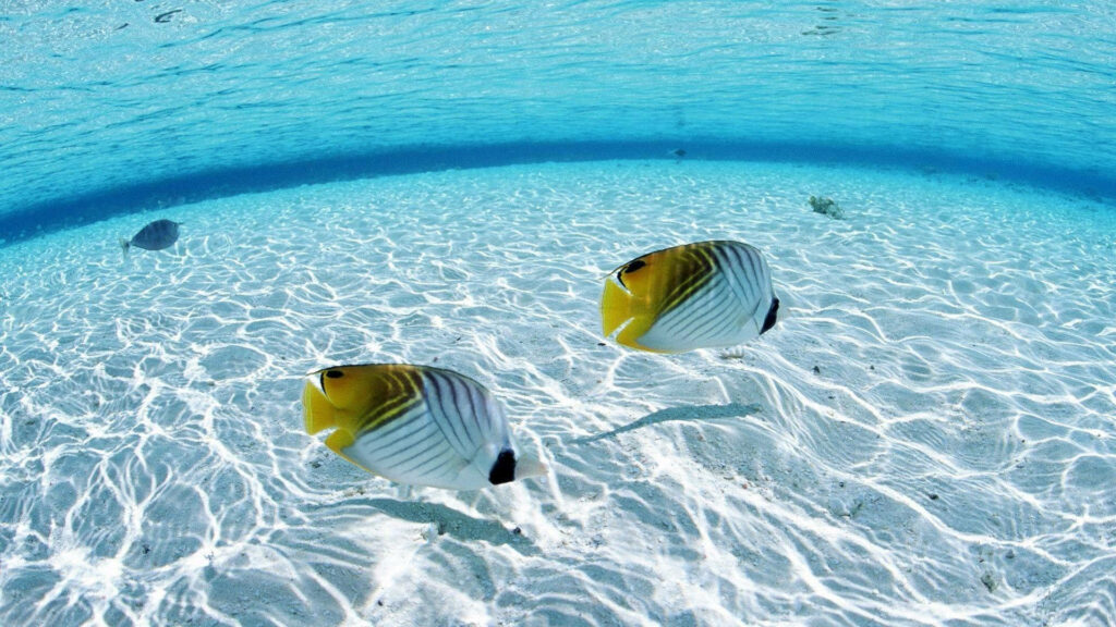 Vibrant Threadfin Butterflyfish HD Wallpaper: Serene Underwater Scene