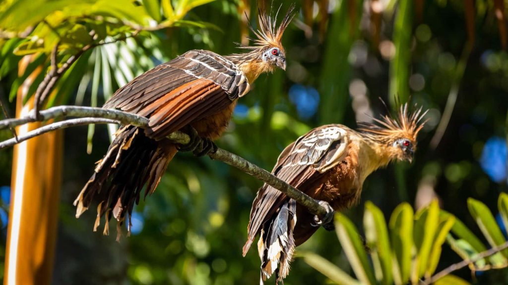 Two Hoatzins with spiky crests and red eyes on branch in tropical jungle wildlife wallpaper background