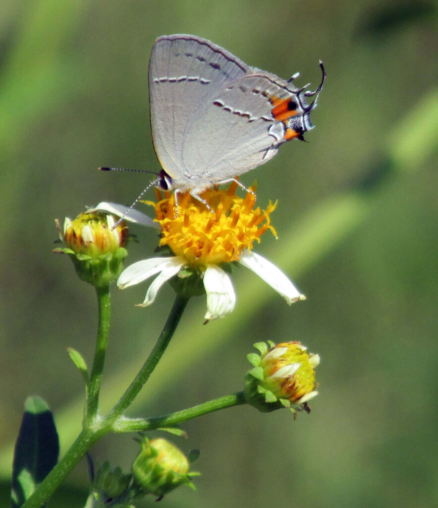 Hairstreak Butterfly on Vibrant Flower: Nature Wallpaper Background
