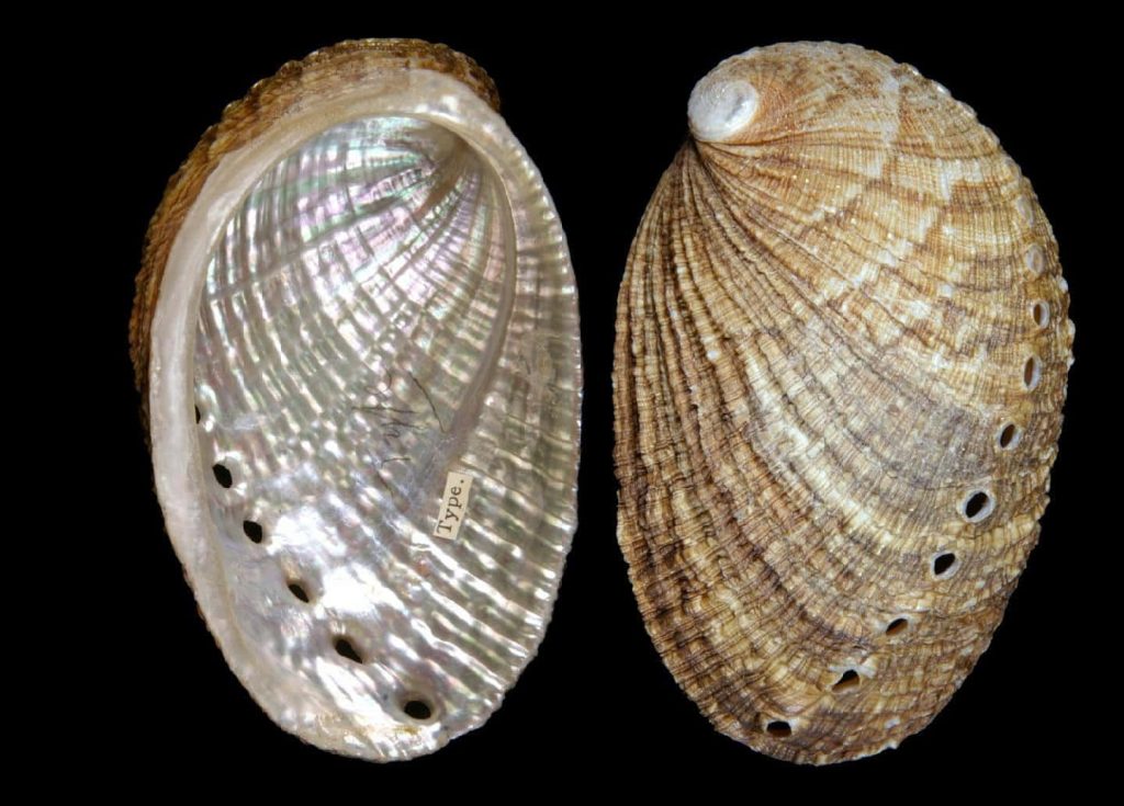 Scientific Haliotis abalone shell comparison showing iridescent interior and ridged exterior Wallpaper