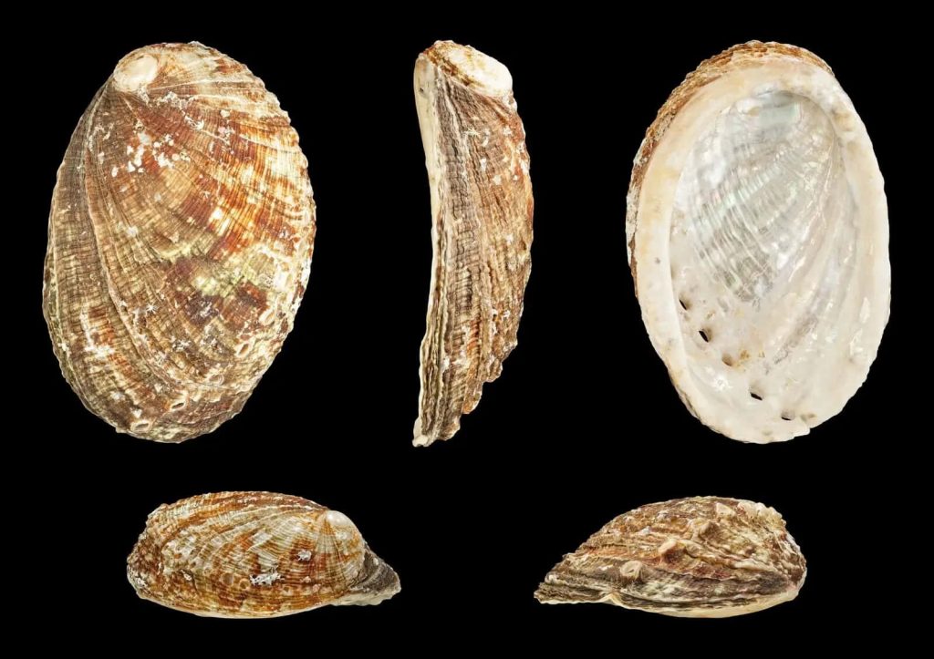 Haliotis abalone shell views showing textured brown exterior and pearlescent interior on black background Wallpaper