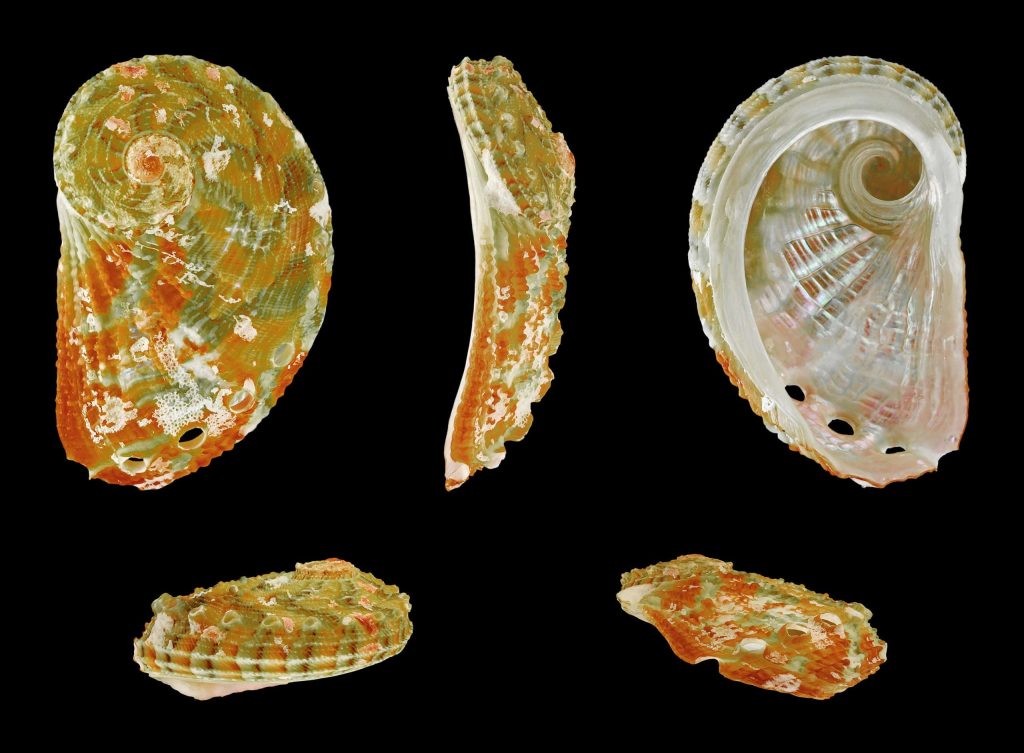 Five abalone shells showing textured green orange exterior and pearlescent interior on black background Wallpaper
