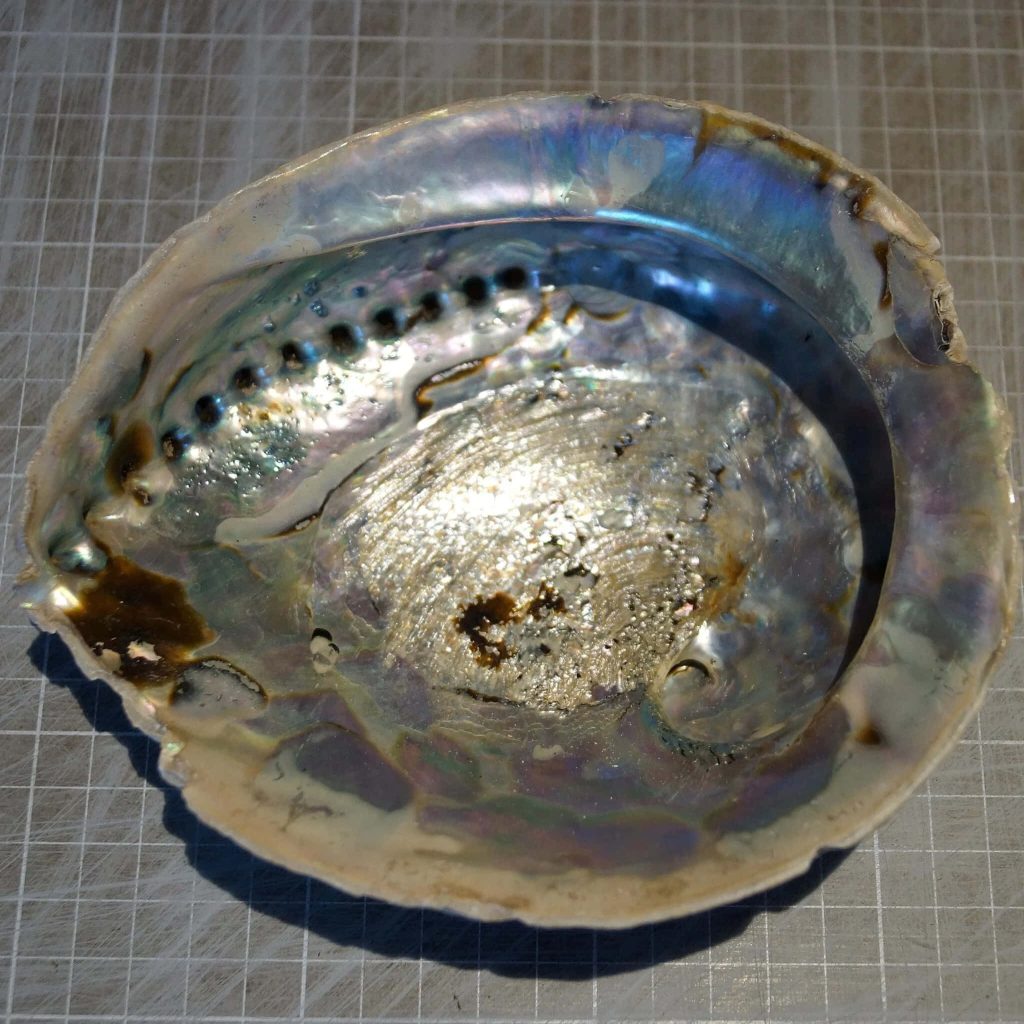 Close-up of iridescent Haliotis abalone shell with pearlescent spiral texture on gray grid background Wallpaper