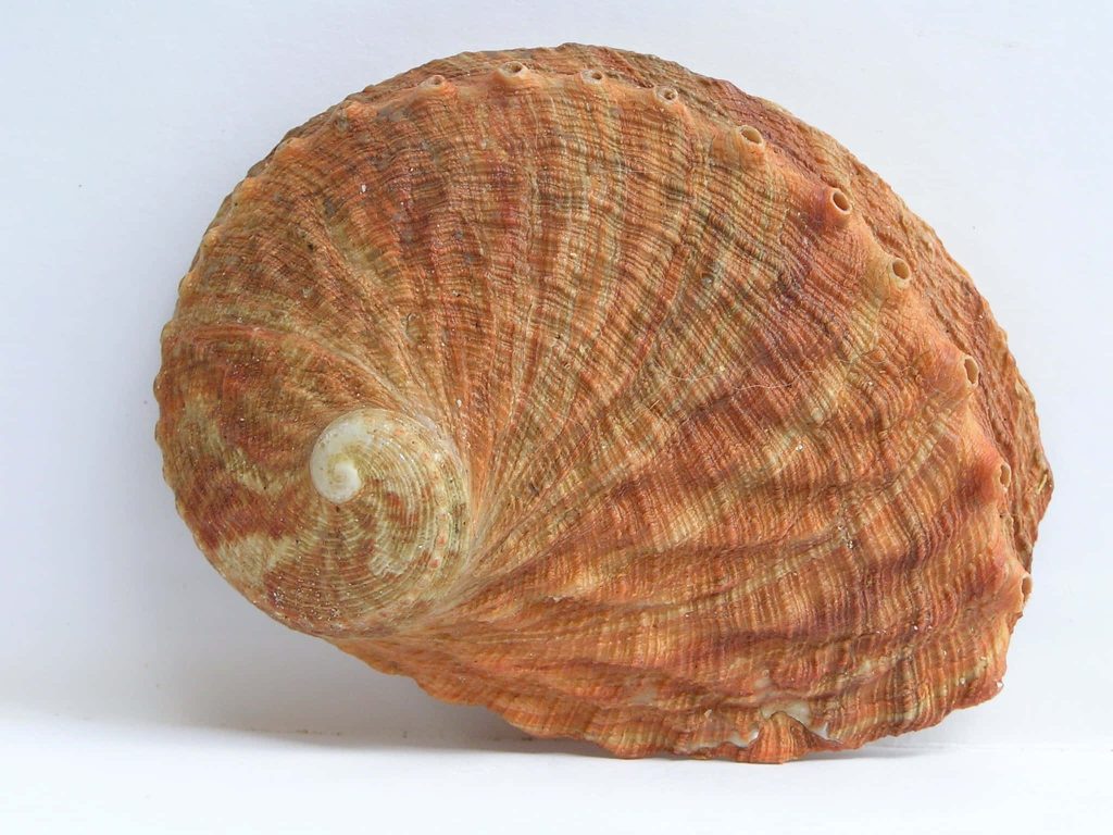 High-resolution Haliotis abalone shell with orange amber hues and spiral texture on white background Wallpaper