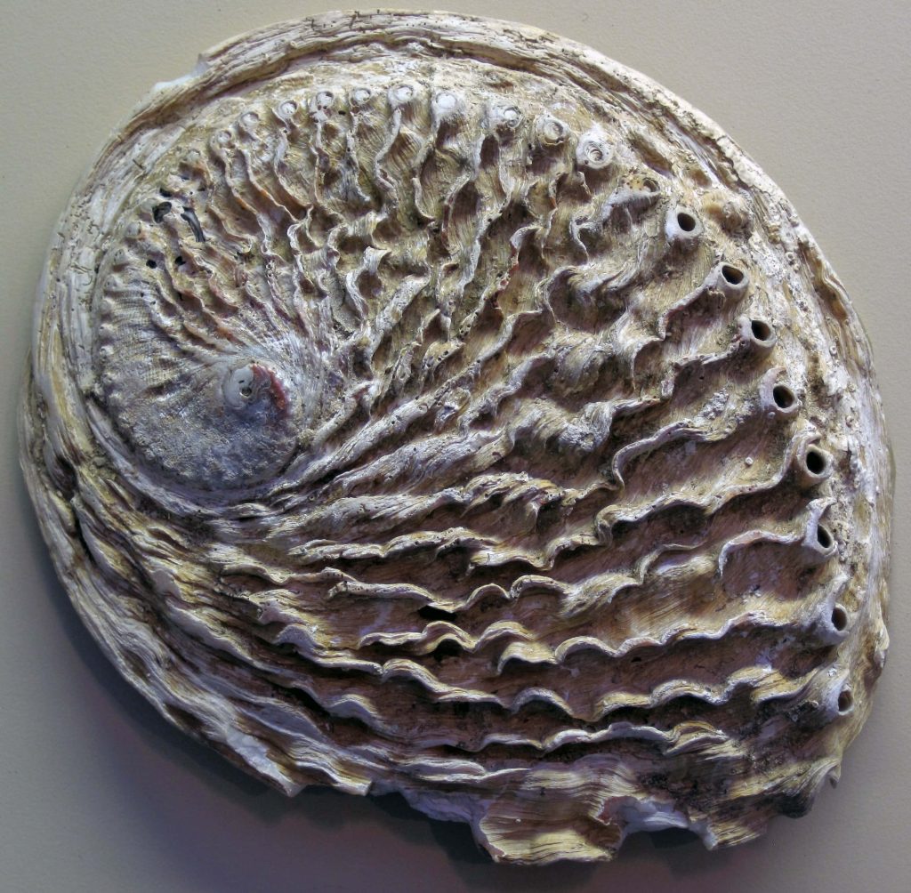 Close-up of weathered Haliotis abalone shell with textured surface and distinctive respiratory holes Wallpaper