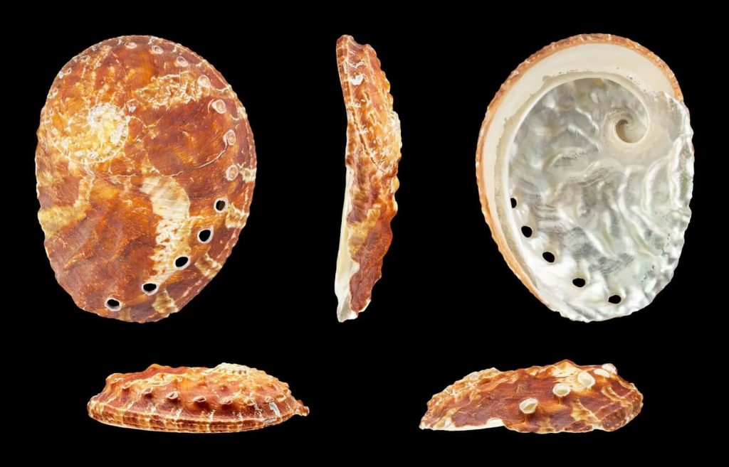 Haliotis abalone shells wallpaper showing brown exterior, respiratory holes, and iridescent interior