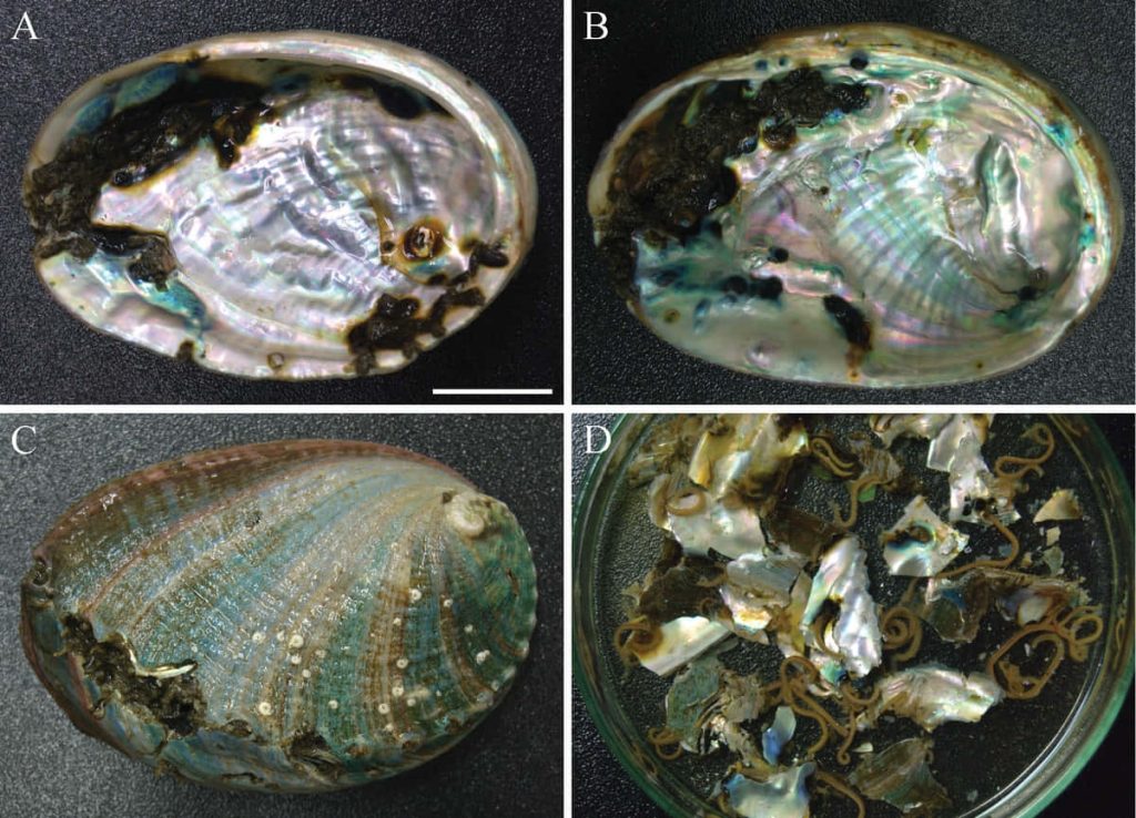 Four-part collage showcasing iridescent abalone shells natural beauty high-resolution wallpaper
