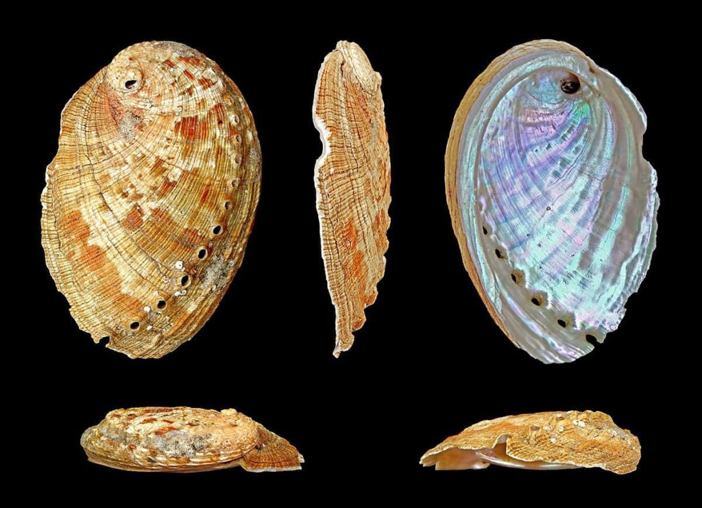Haliotis abalone shells showing textured exterior and iridescent pearlescent interior on black Wallpaper