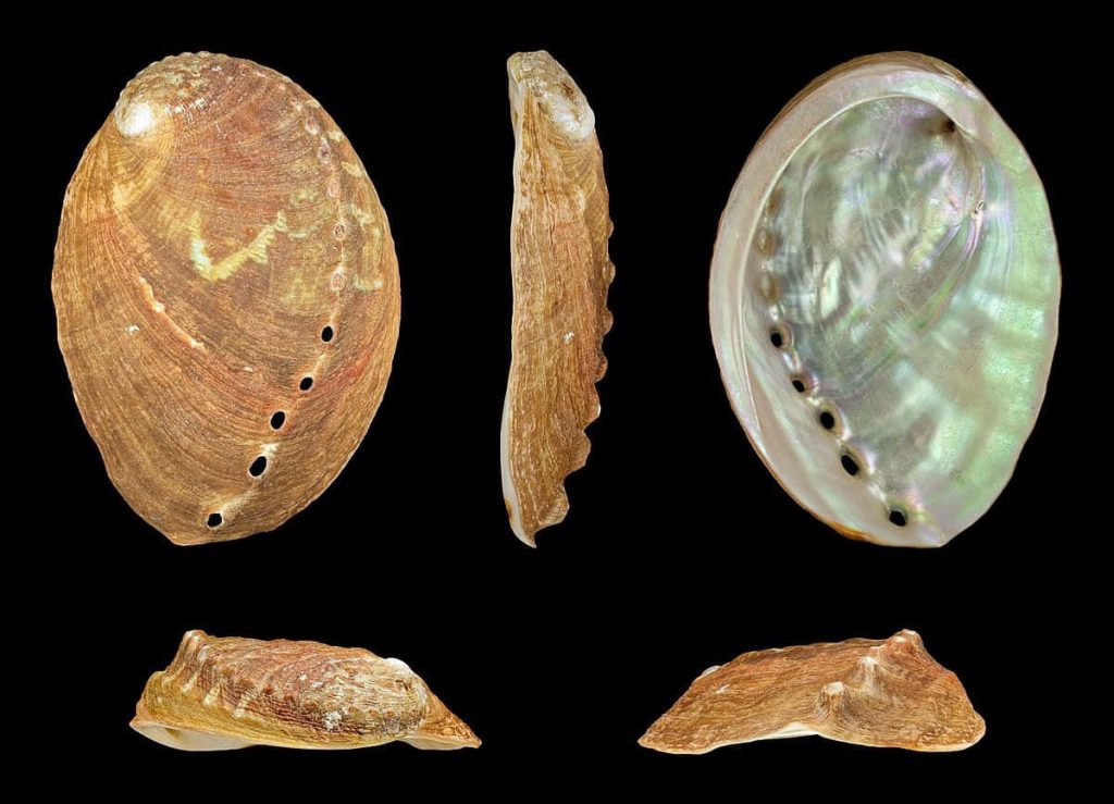 Haliotis shell close-up showing textured brown exterior and iridescent mother-of-pearl interior Wallpaper