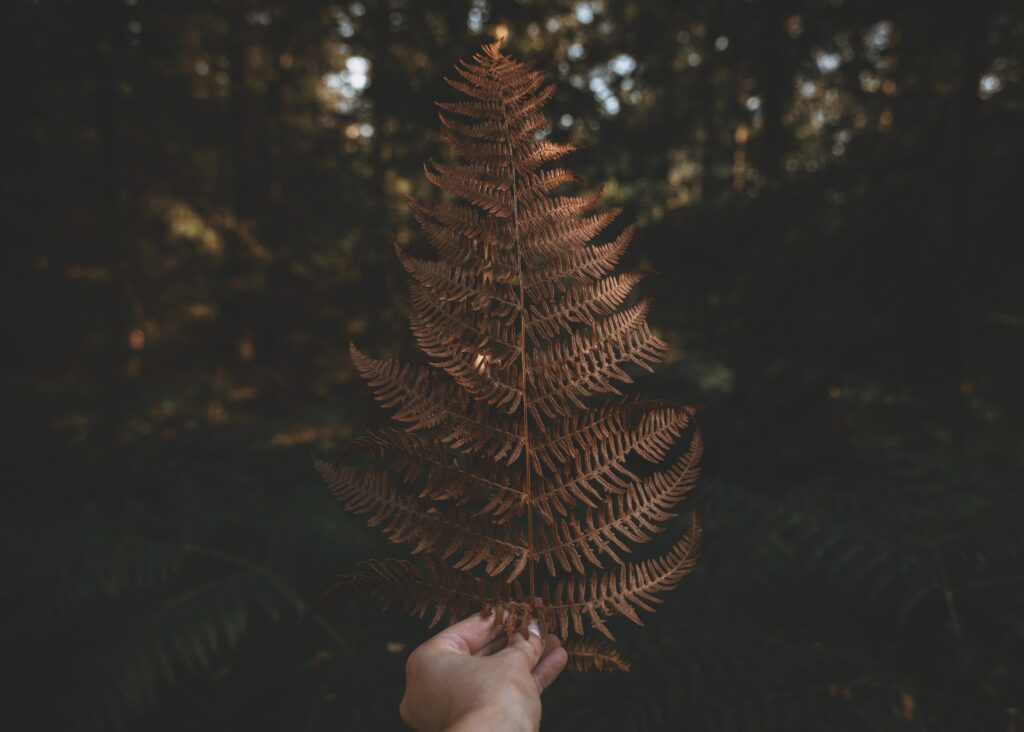 Hand holding large brown fern leaf with intricate pattern blurred forest background serene tones Wallpaper