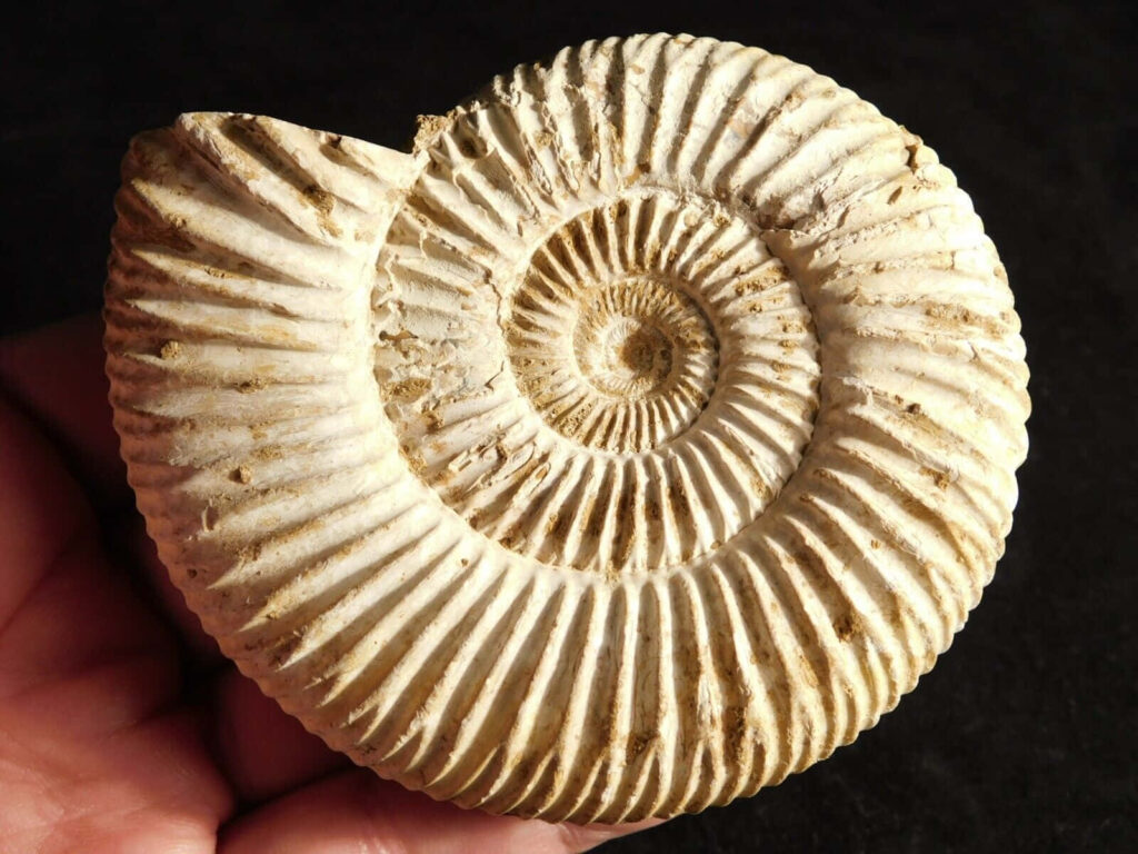 Hand holding detailed fossilized ammonite with intricate spiral pattern and textured ridges Wallpaper