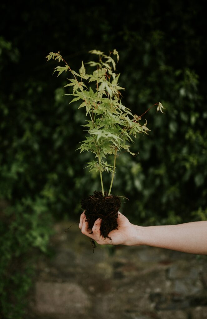 Hand Holding Seedling: Embracing Growth in Nature's Lush Background Wallpaper