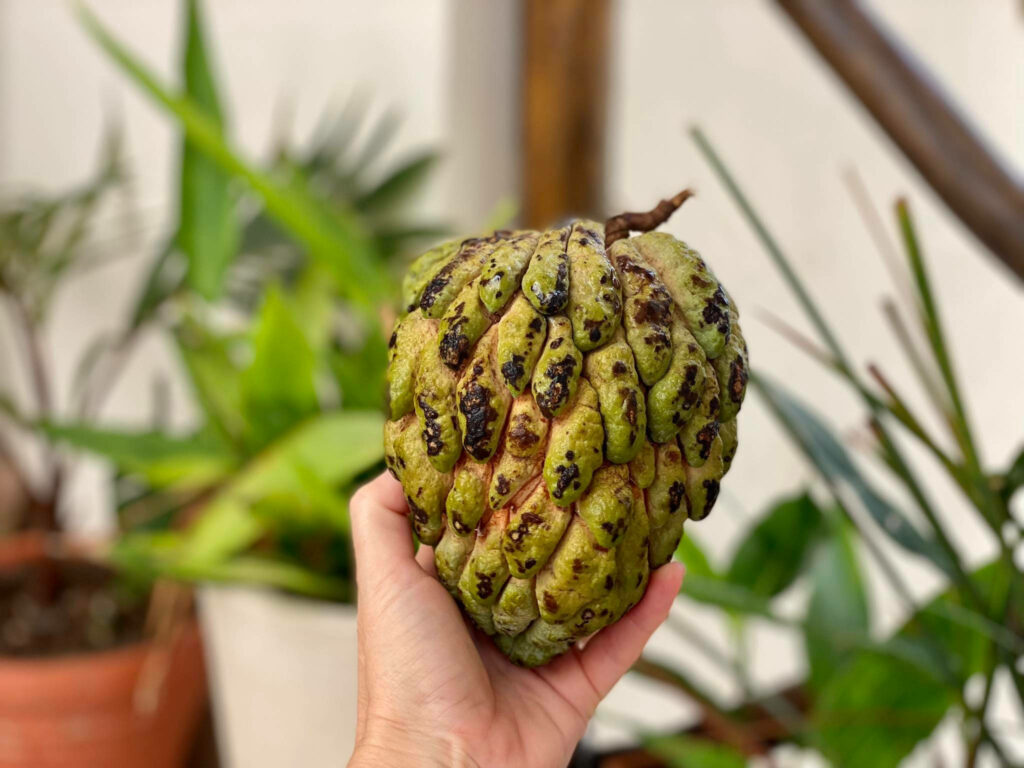 Hand Holding Ripe Sugar Apple: Natural Green Wallpaper Background