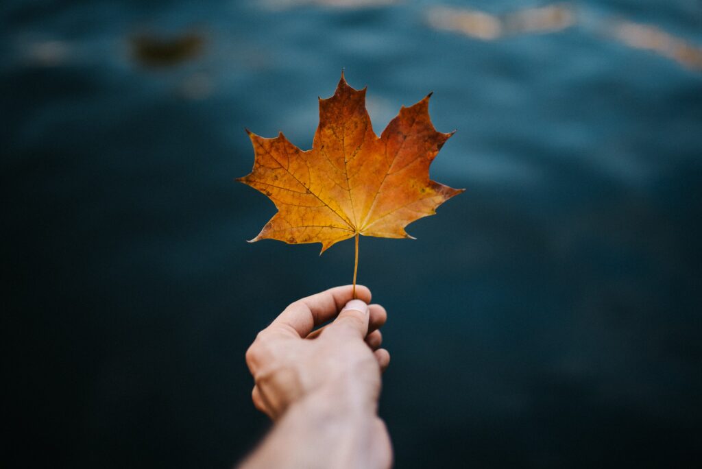 Hand holding vibrant orange autumn maple leaf with blurred blue background seasonal wallpaper