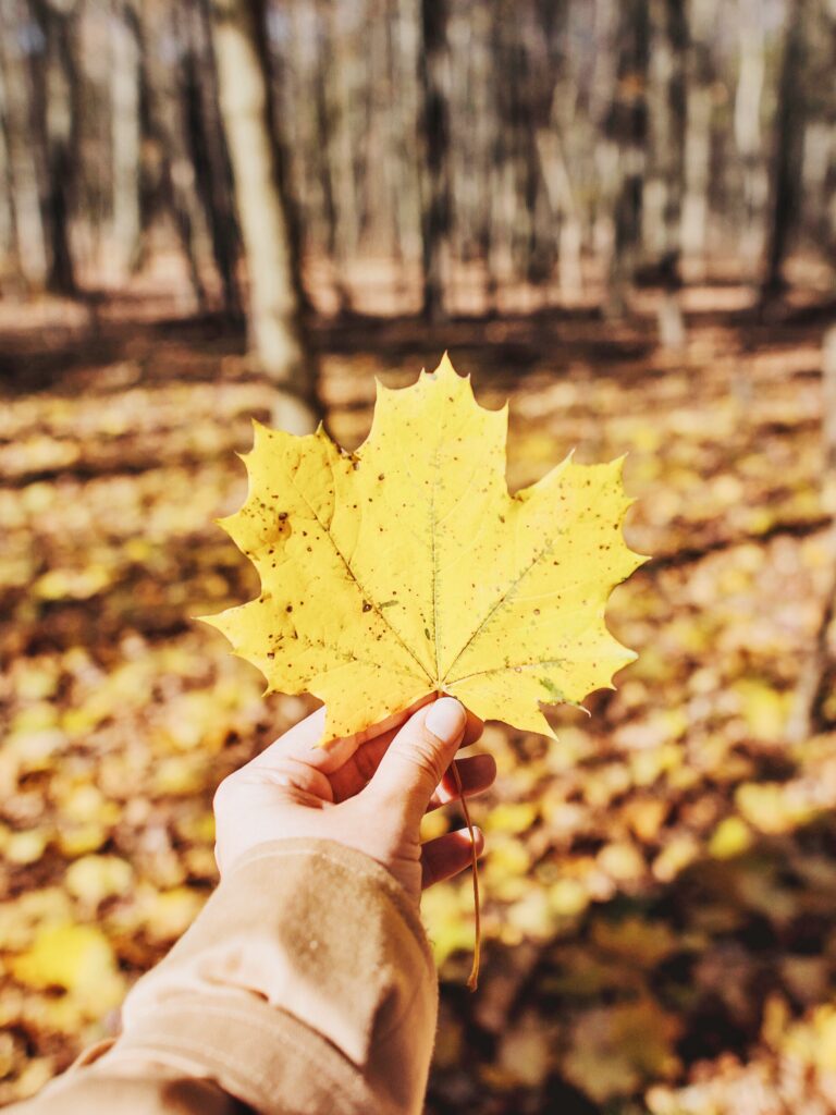 Hand holding vibrant yellow maple leaf with autumn forest and fallen leaves background Wallpaper