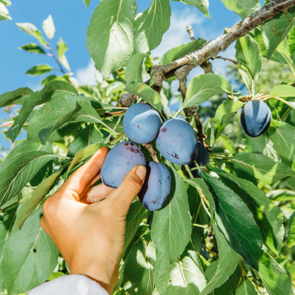 Hand reaching for ripe Damson plums on sunlit tree with green leaves and bright blue sky background Wallpaper