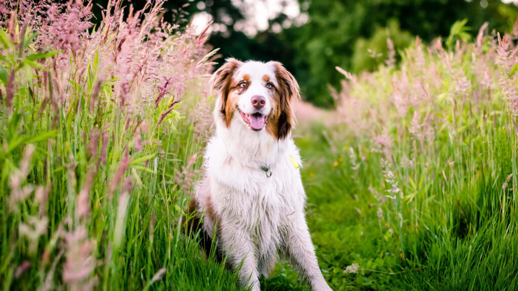Australian Shepherd dog sitting in green field with tall spring flowers vibrant seasonal energy Wallpaper