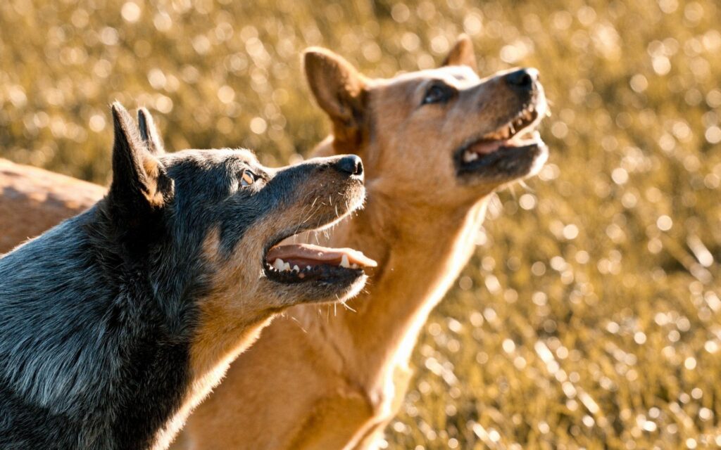 Happy Dogs in Nature - 1920x1200 Serene Outdoor Wallpaper