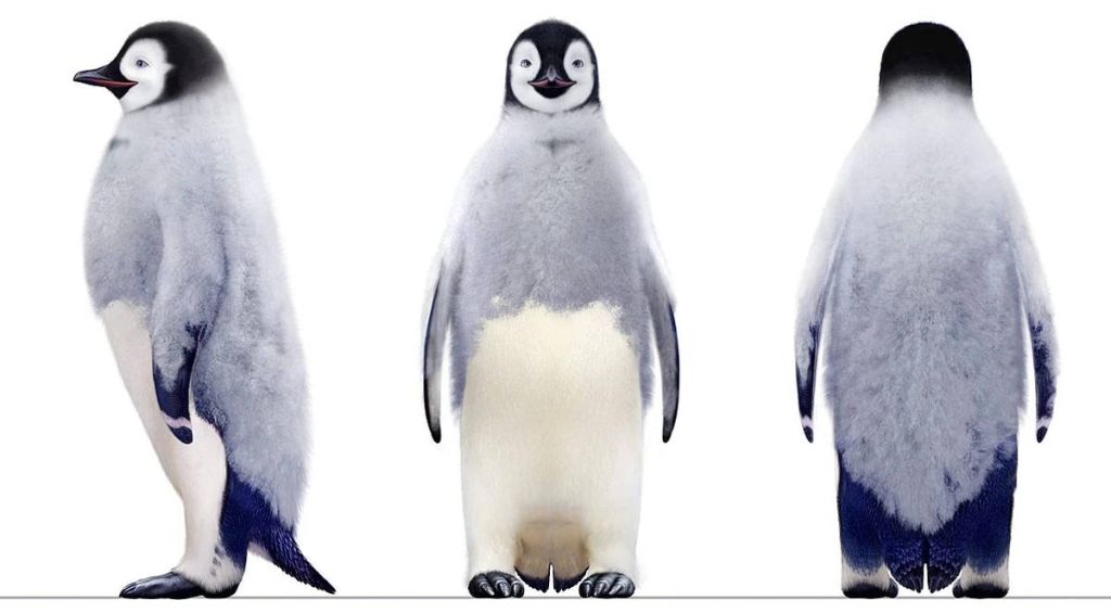 3D CGI Emperor Penguin chick wallpaper inspired by Happy Feet with side front back views on white