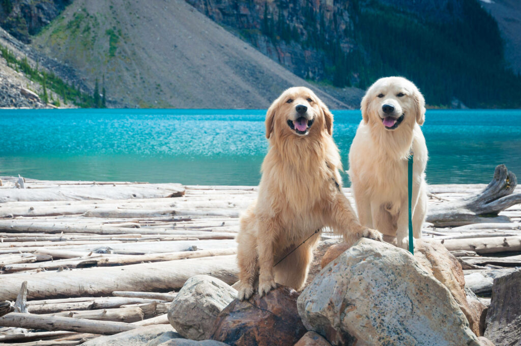 Golden Retrievers Enjoying Serene Lake Vacation Wallpaper Background