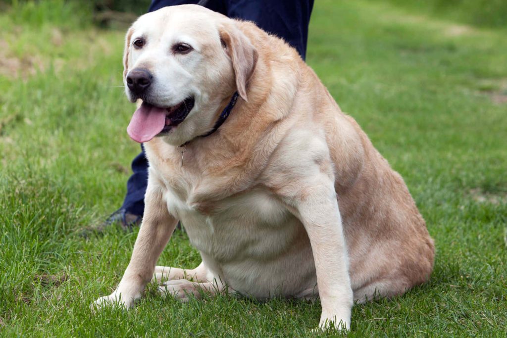 Happy yellow Labrador Retriever sitting on green grass brightens cute desktop wallpaper background