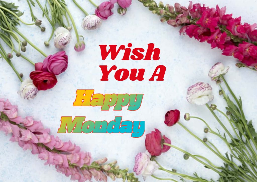 Happy Monday wallpaper with vibrant pink red ranunculus and snapdragons on blue background