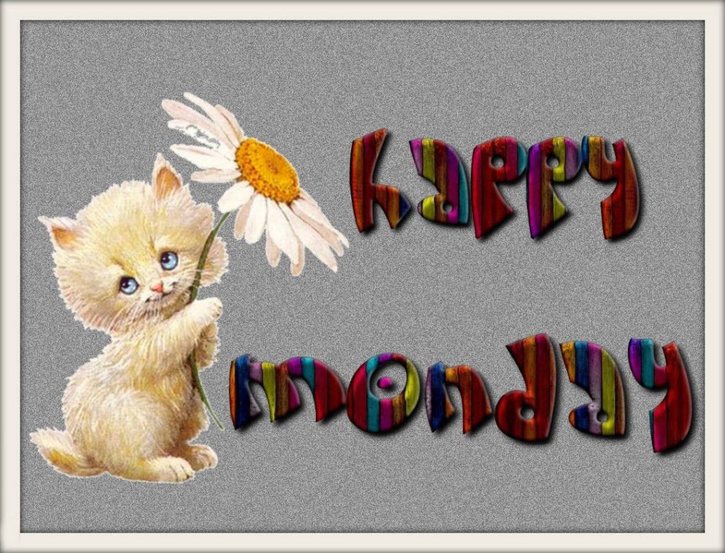 Fluffy cream kitten holding white daisy Happy Monday colorful 3D text on grey background wallpaper