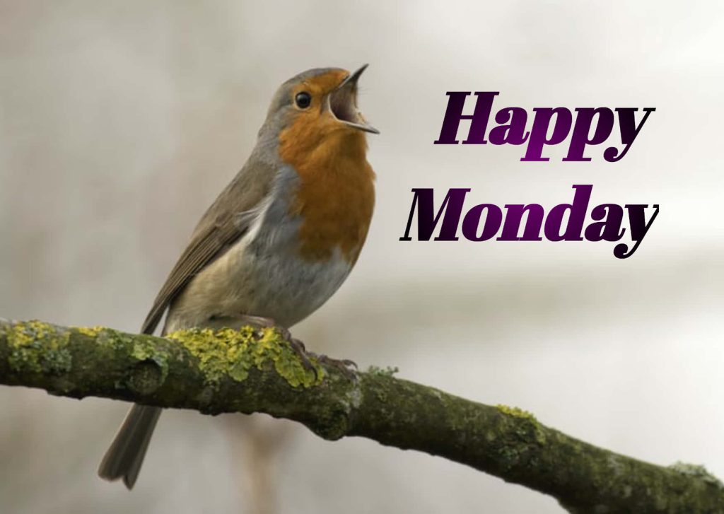 European Robin singing on lichen-covered branch brightens Happy Monday wallpaper background