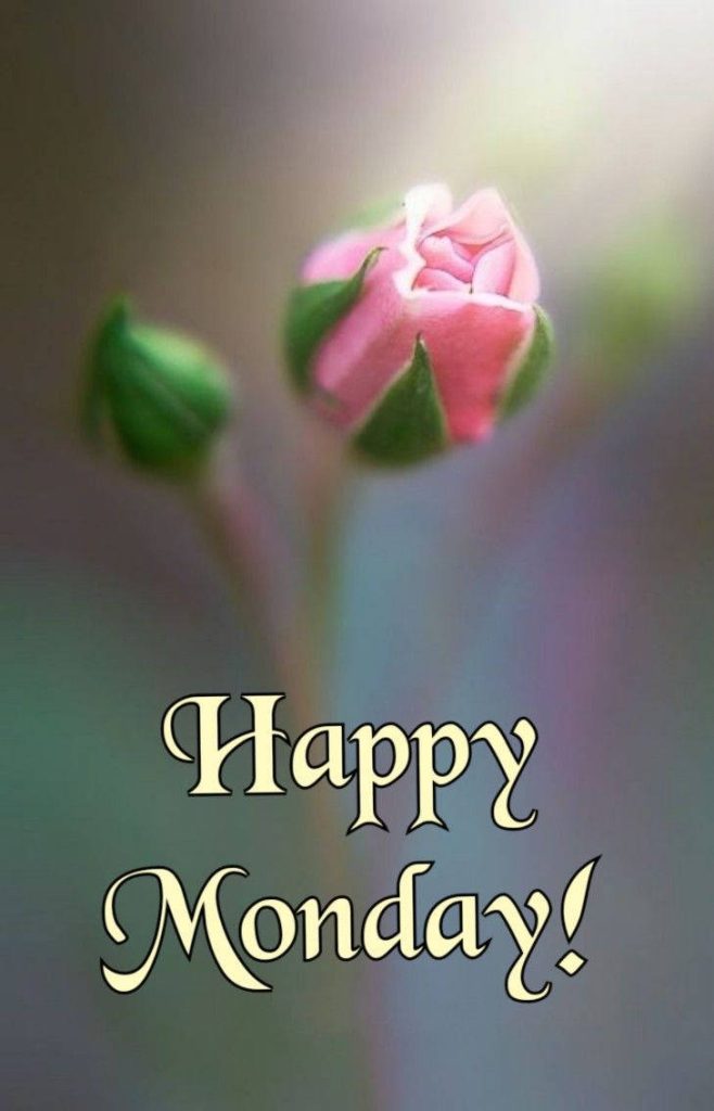 Happy Monday wallpaper pink rosebud macro photo soft focus floral background serenity