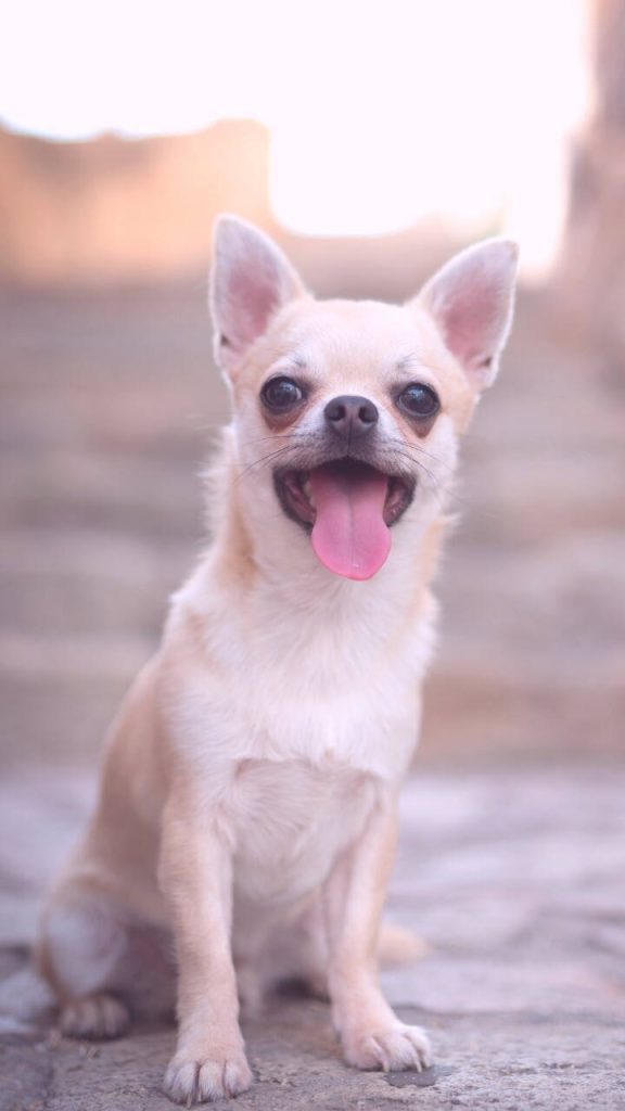 Happy fawn Chihuahua with tongue out in soft daylight dreamy background pet wallpaper