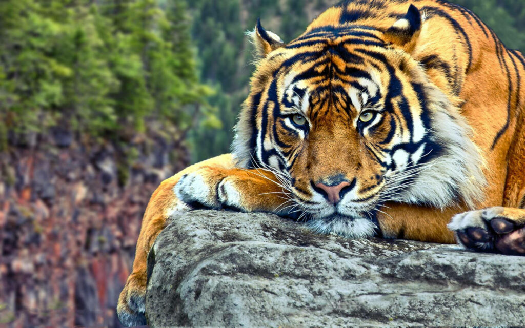 Majestic tiger resting on rock with intense gaze in lush forest wildlife wallpaper background